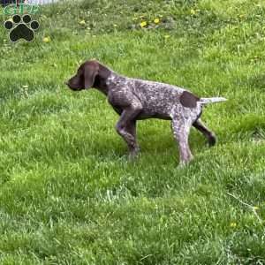 LADY GODIVA, German Shorthaired Pointer Puppy